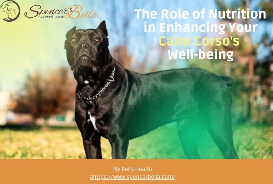 Keeping Your Cane Corso in Top Shape: A Journey to Optimal Health and Nutrition