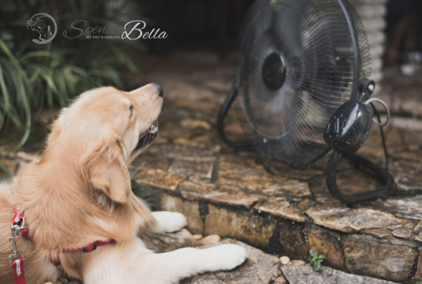 Beat the Heat: Essential Tips for Dealing with Heat Stroke in Dogs and Cats