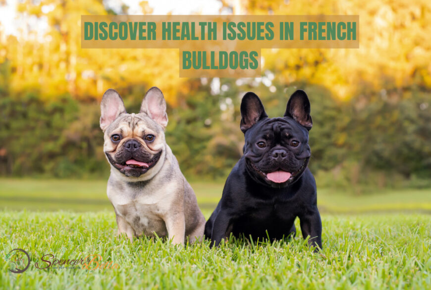 French Bulldog Lifespan: Unraveling the Secrets to a Long and Healthy Life